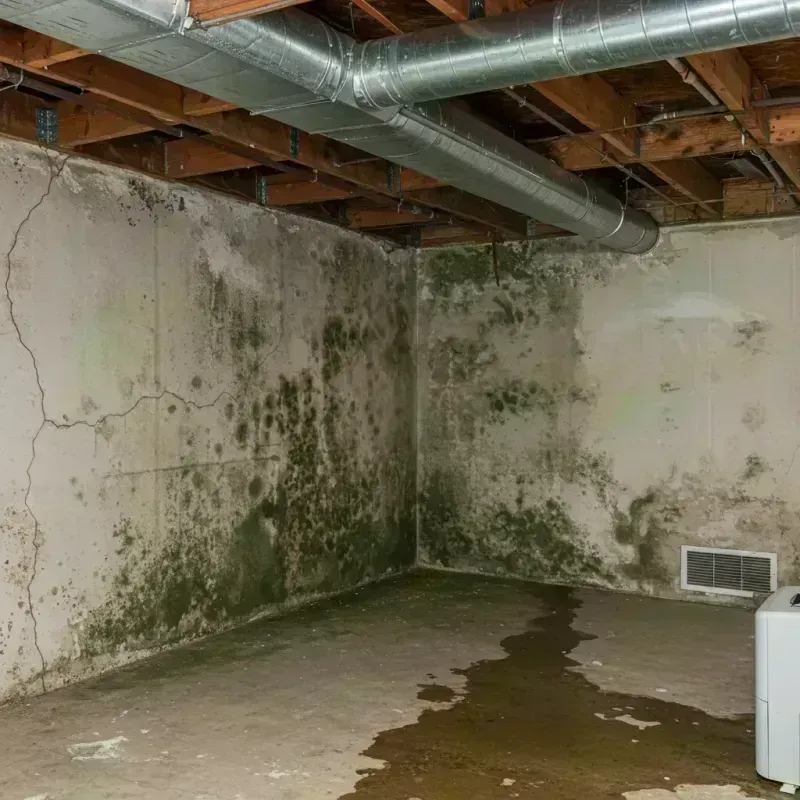 Professional Mold Removal in Murphysboro, IL